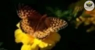 a importância da biodiversidade
