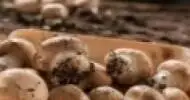 cultivo de cogumelo e champignon