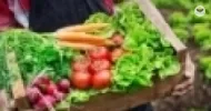 introdução a agricultura orgânica