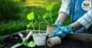 as principais ferramentas de jardinagem e as formas de adubação