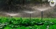 métodos artificiais de propagação, local de cultivo e plantio das mudas no jardim