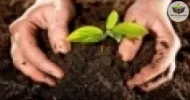 compostagem orgânica