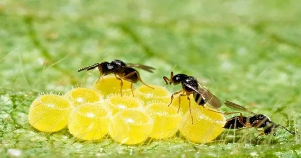 Curso Livre de controle biológico e manejo de pragas na agricultura sustentável