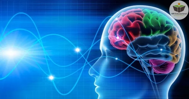 Curso Livre de noções básicas em neurociência e sua influência na psicanálise