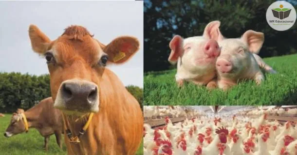 WR Educacional Cursos Gratuitos Com Certificado Válido