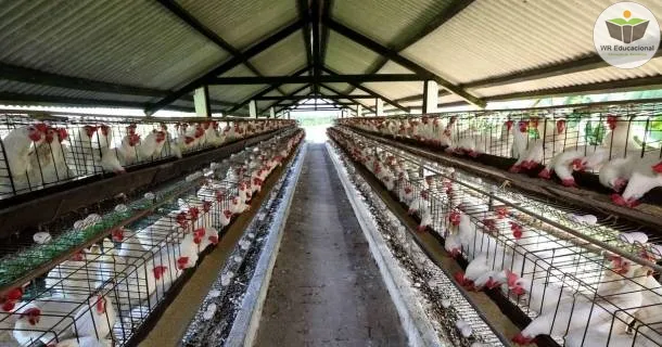 WR Educacional Cursos Gratuitos Com Certificado Válido